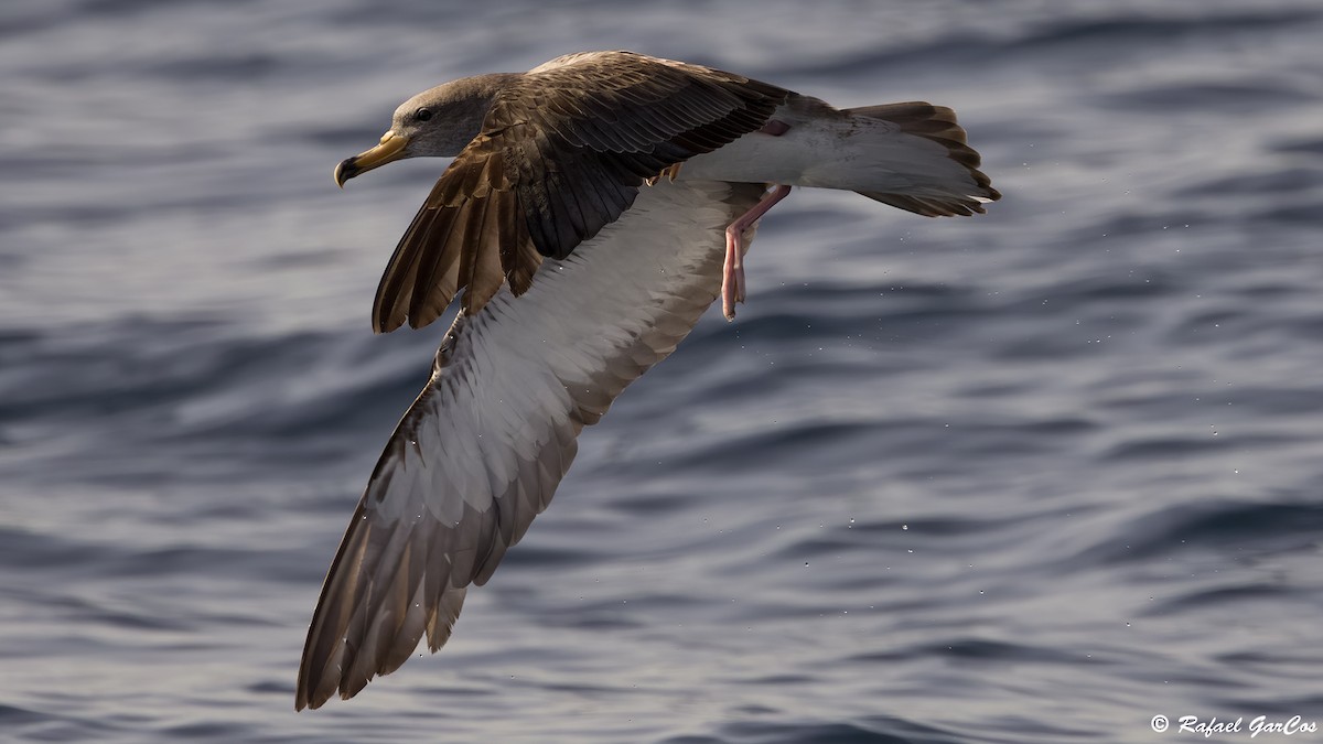Cory's/Scopoli's Shearwater - ML643532805