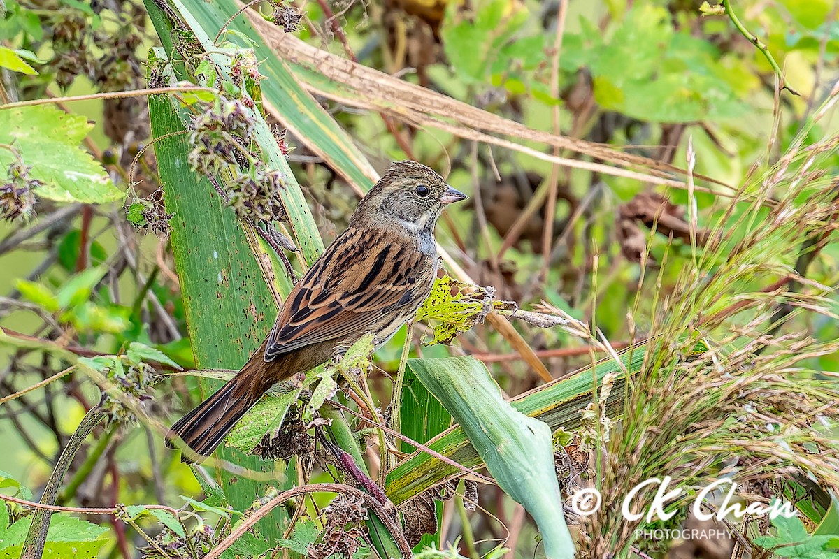 Black-faced Bunting - ML643532806