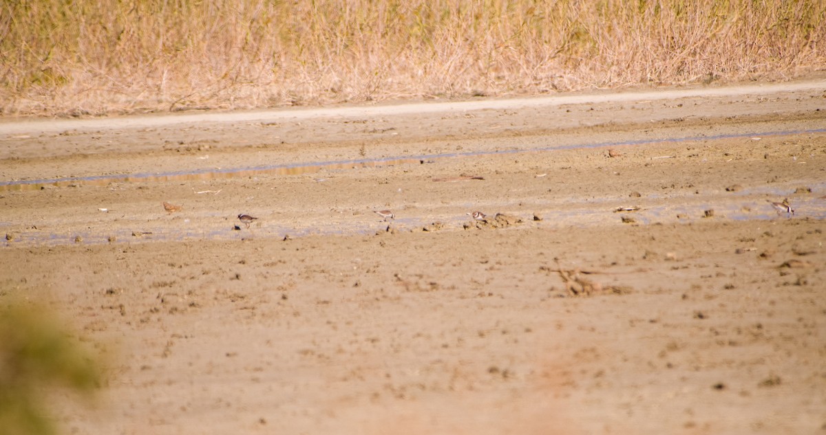 Common Ringed Plover - ML643532807