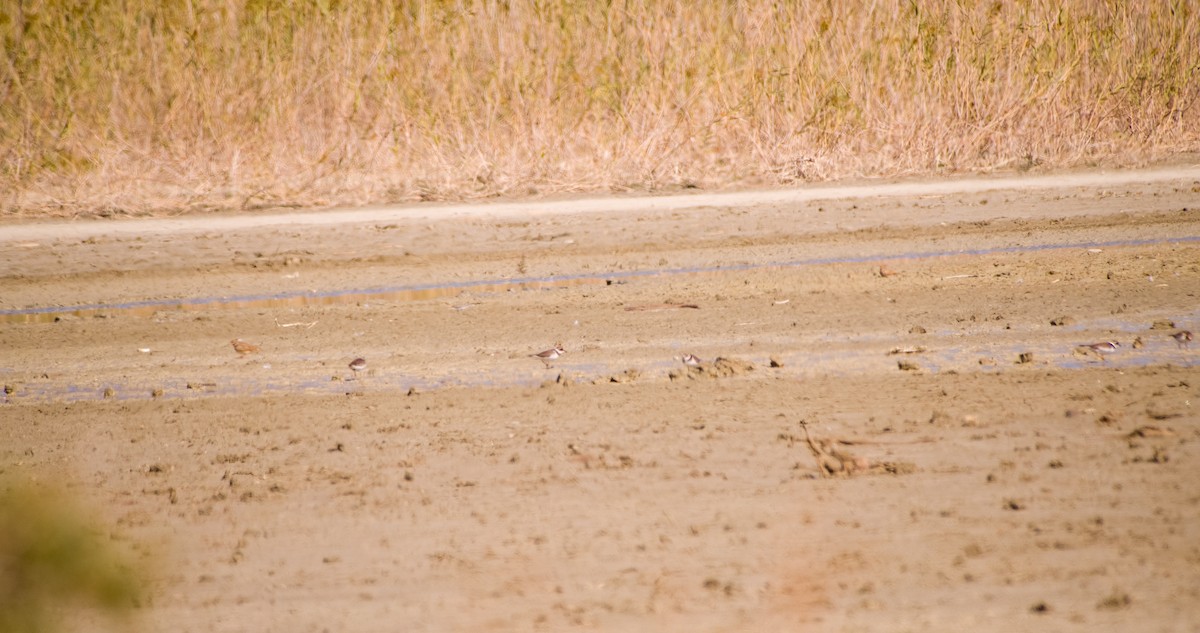 Common Ringed Plover - ML643532809