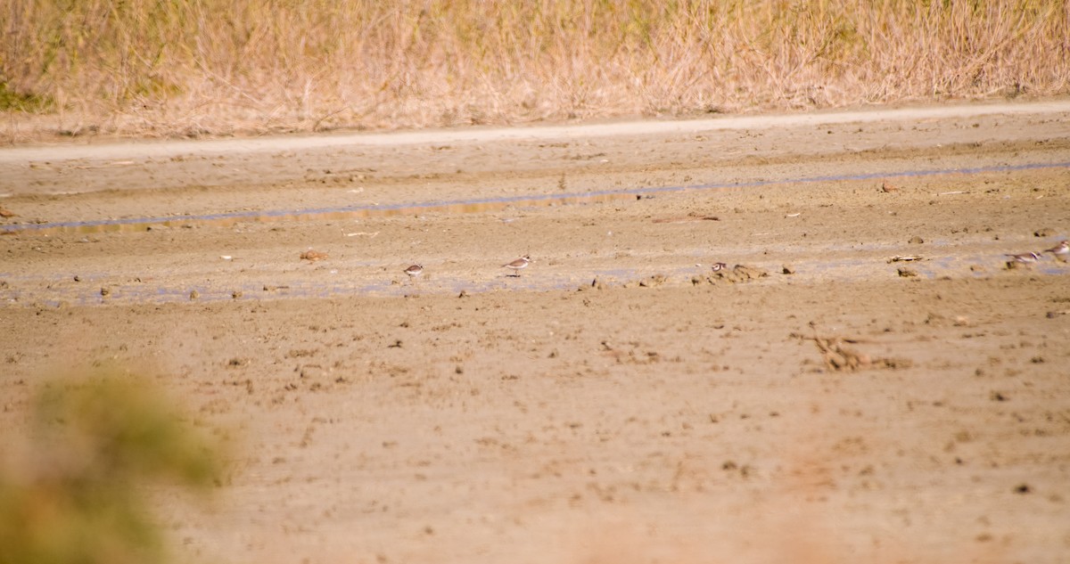 Common Ringed Plover - ML643532810