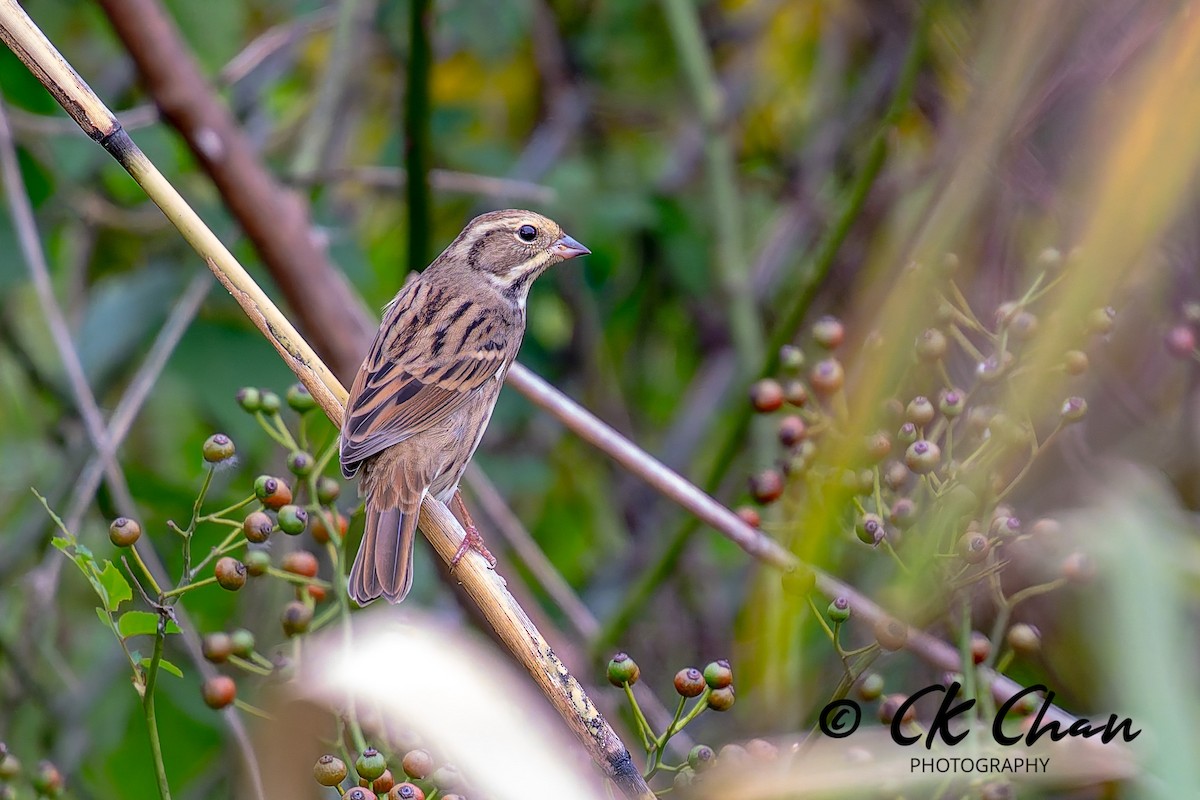 Black-faced Bunting - ML643532813