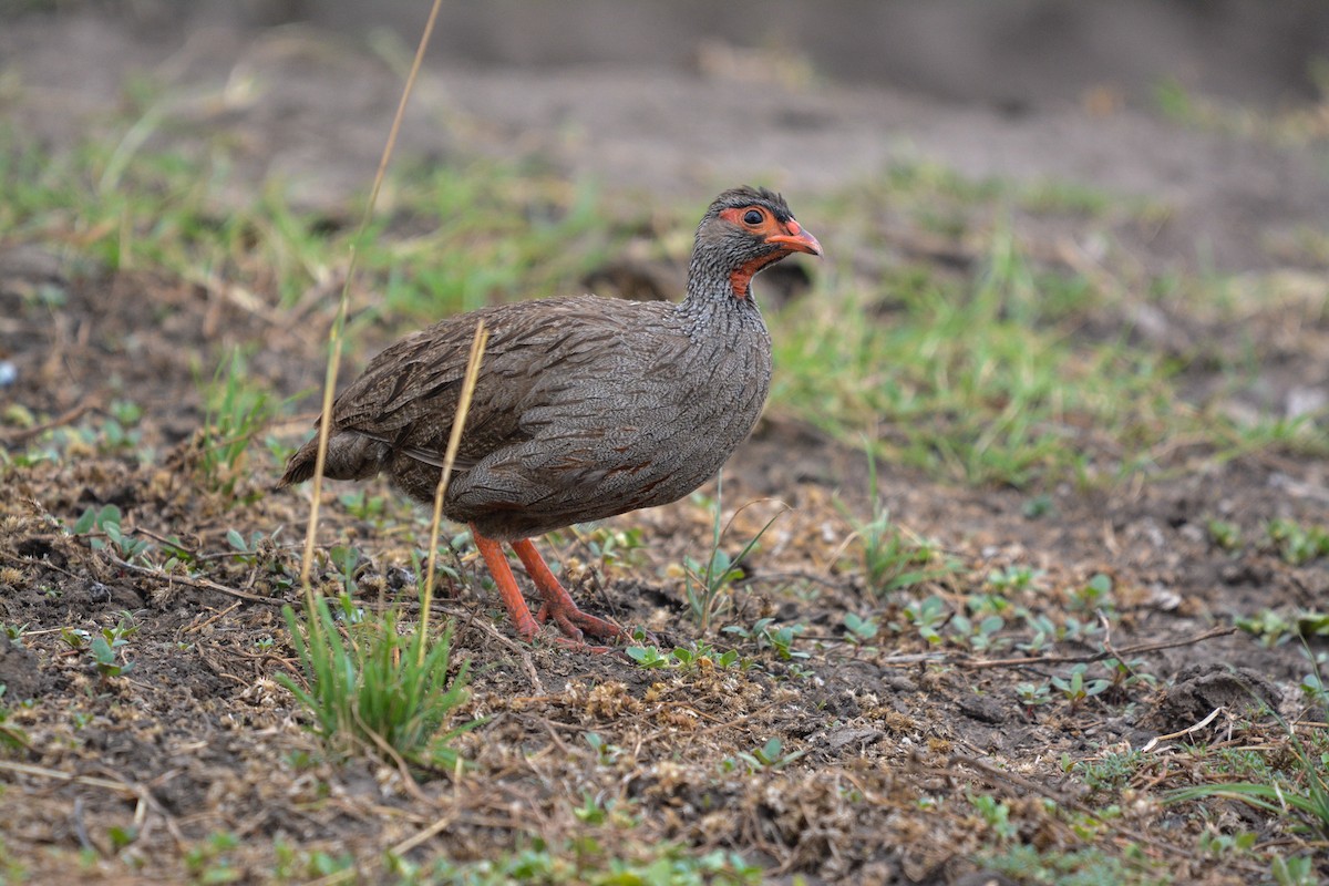 Red-necked Spurfowl - ML643532814