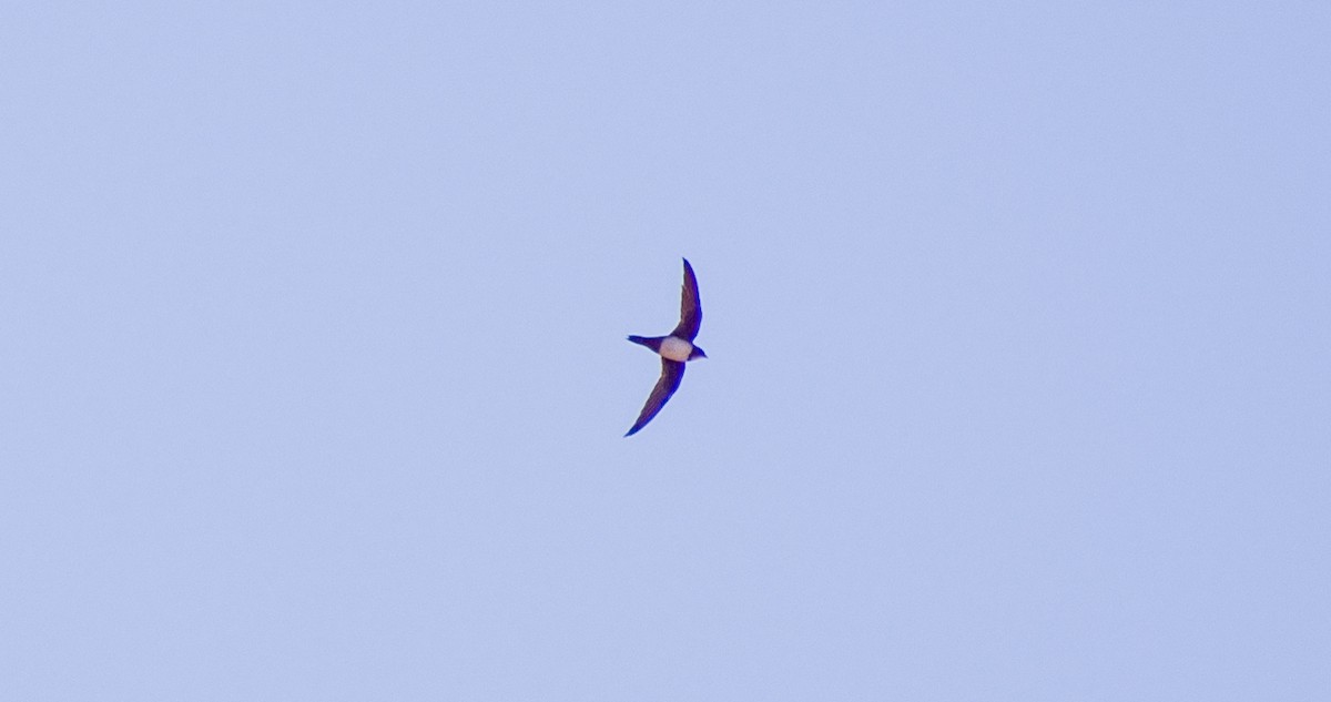 Alpine Swift - ML643532815