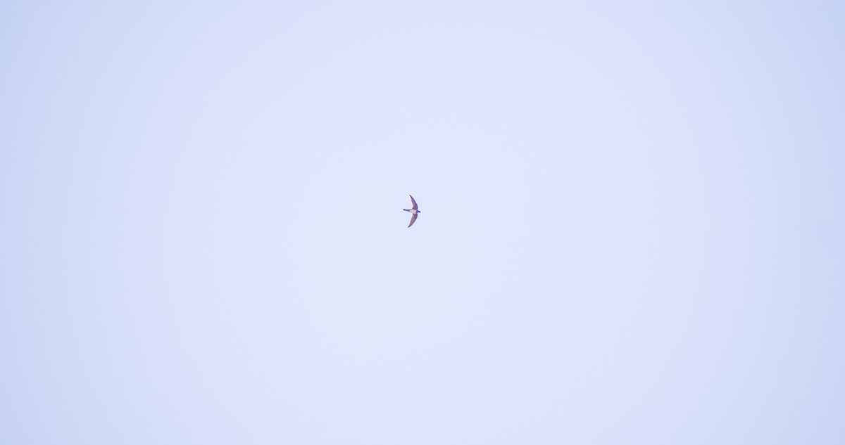 Alpine Swift - ML643532816