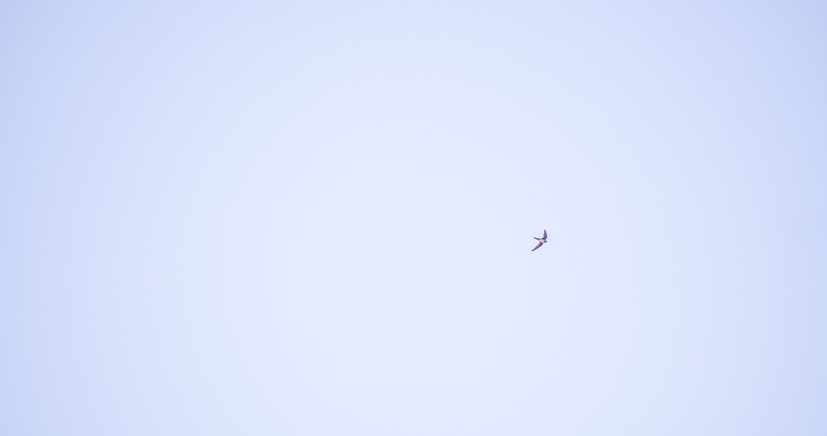 シロハラアマツバメ - ML643532817