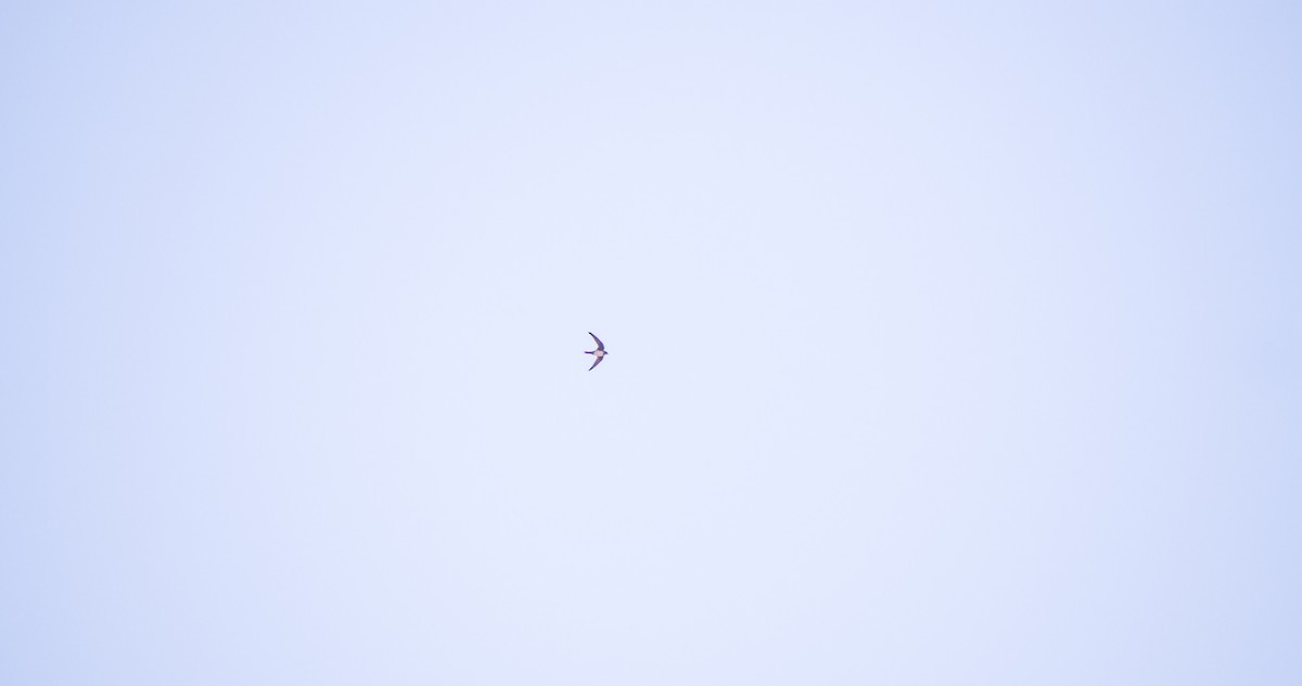 シロハラアマツバメ - ML643532819