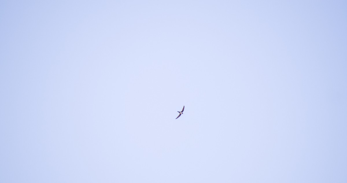 シロハラアマツバメ - ML643532820