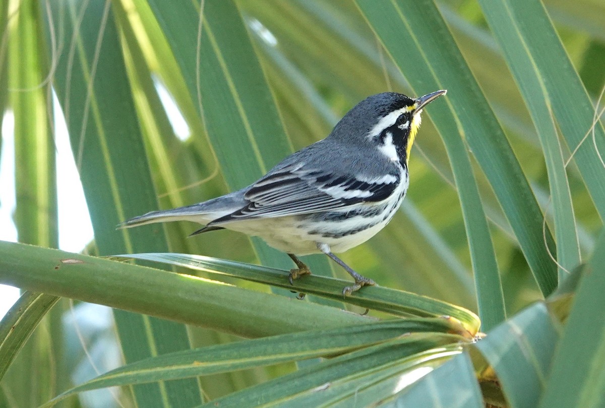 Yellow-throated Warbler - ML643532821