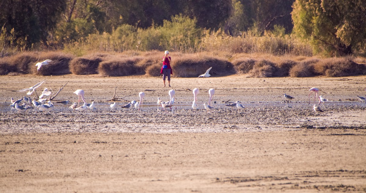 rosenflamingo - ML643532828