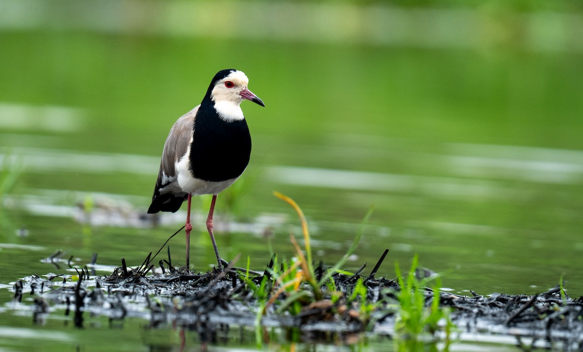 Long-toed Lapwing - ML643532829
