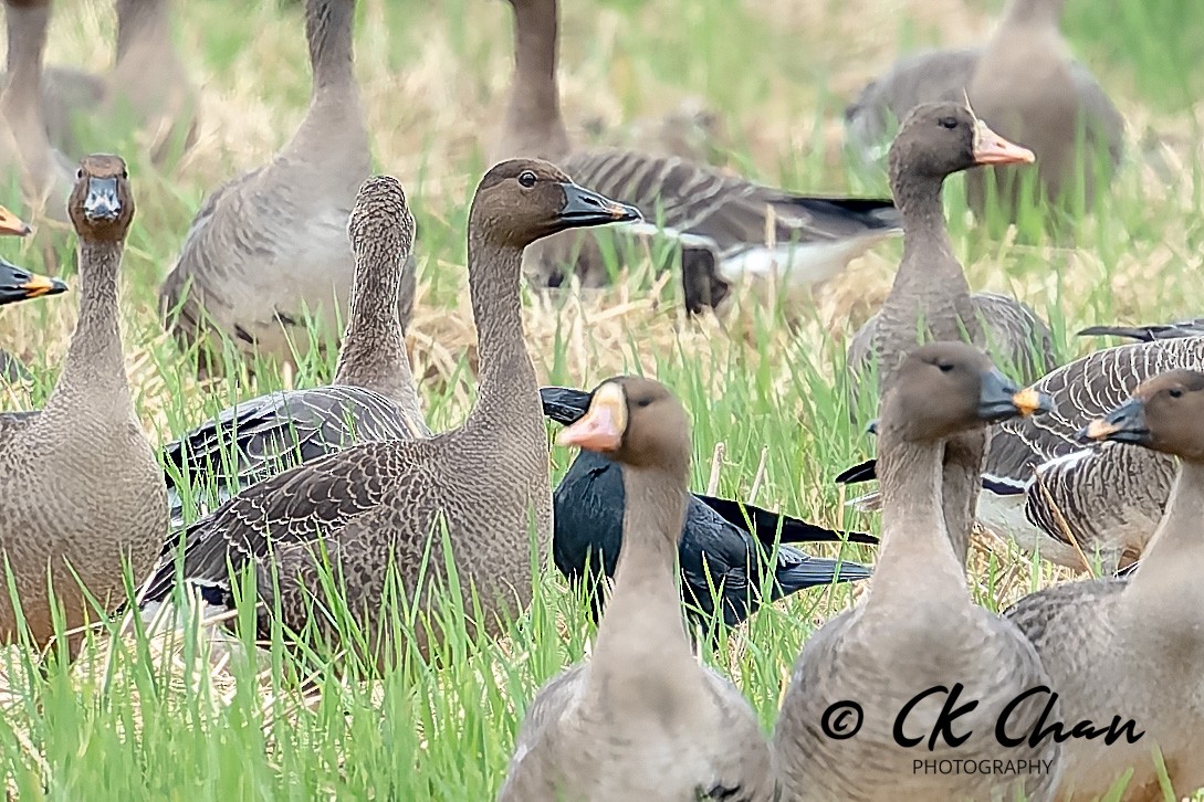Taiga Bean-Goose - ML643532834