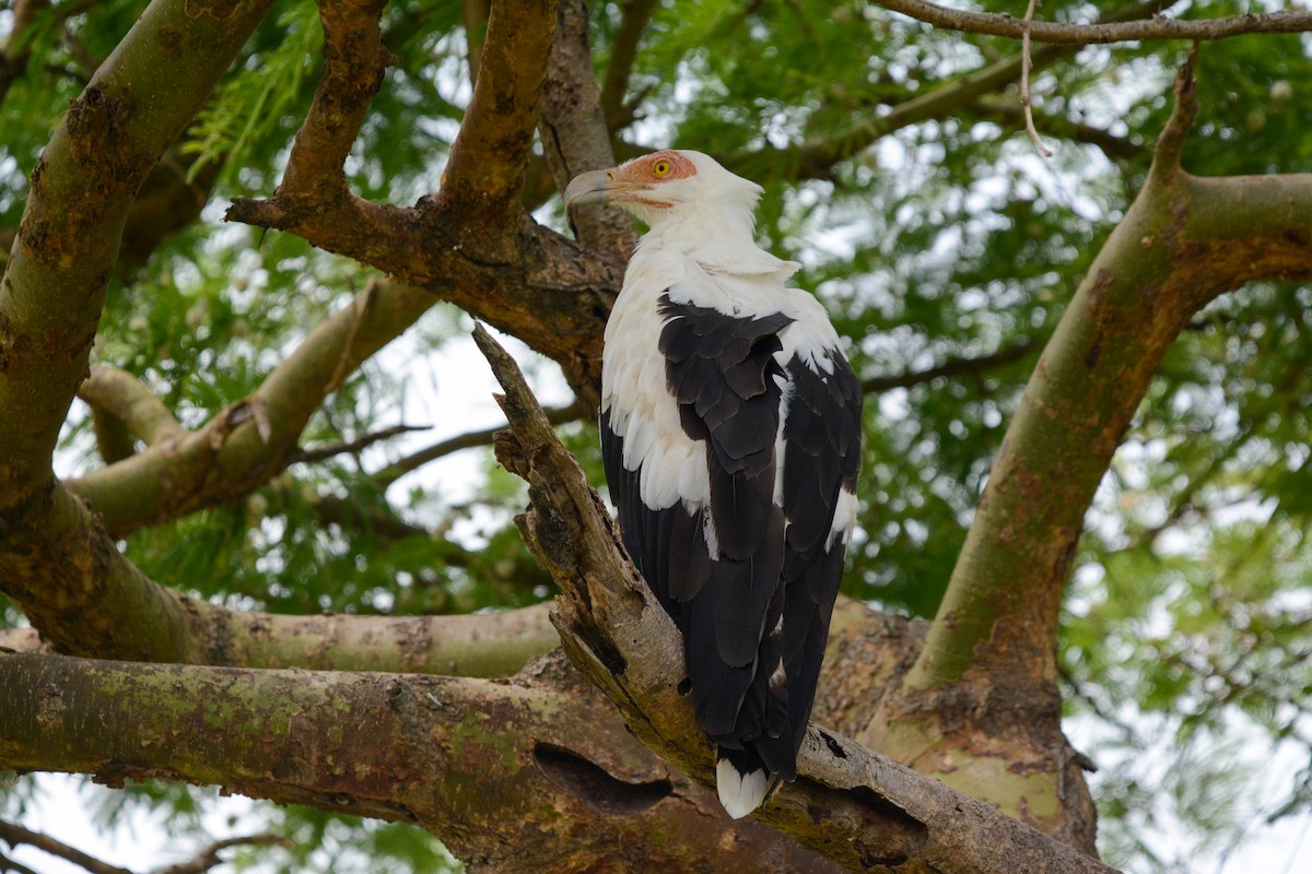 Palm-nut Vulture - ML643532858