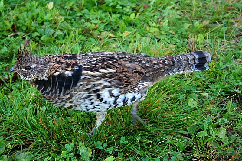 Ruffed Grouse - ML64353291