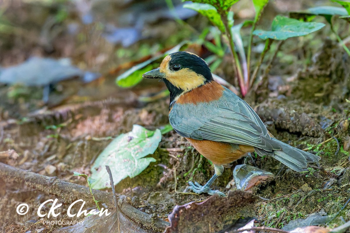 Varied Tit - ML643532926