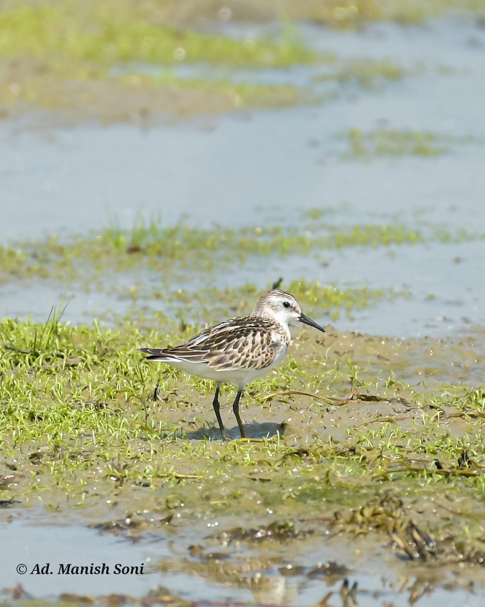 Little Stint - ML643532938
