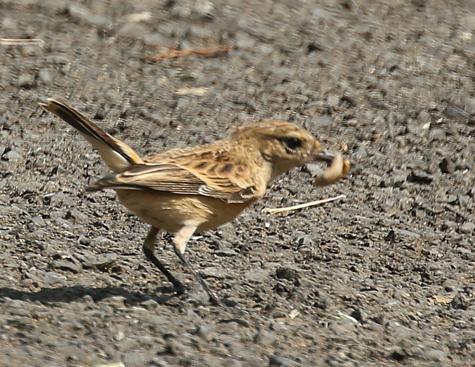 דוחל מזרחי - ML643532942