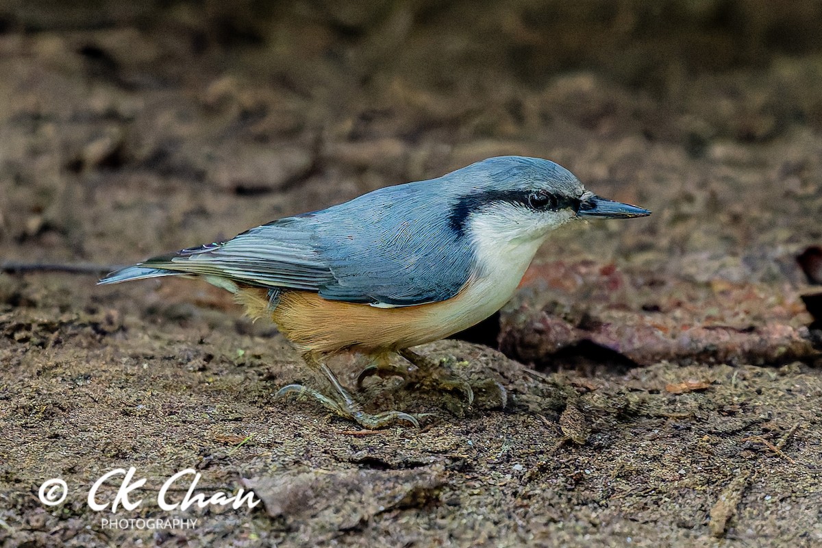 Garrapo eurasiarra - ML643532943