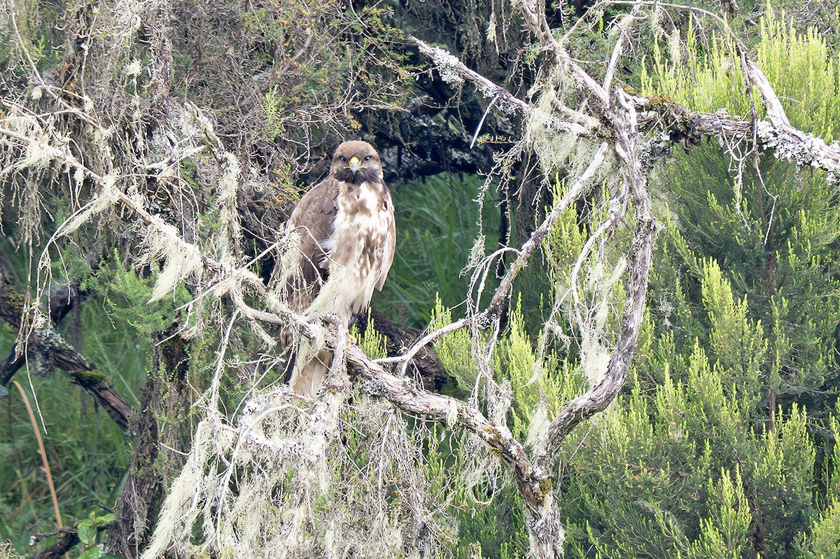 Augur Buzzard (Augur) - ML643532952