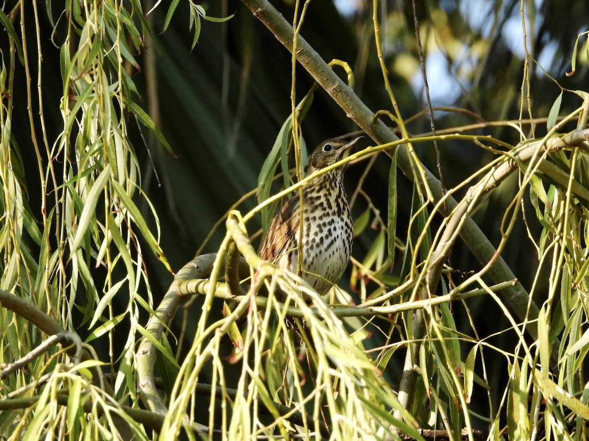 Song Thrush - ML643532955