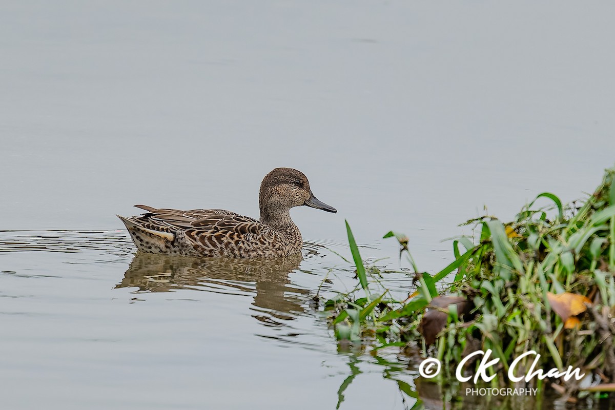 Green-winged Teal - ML643532959