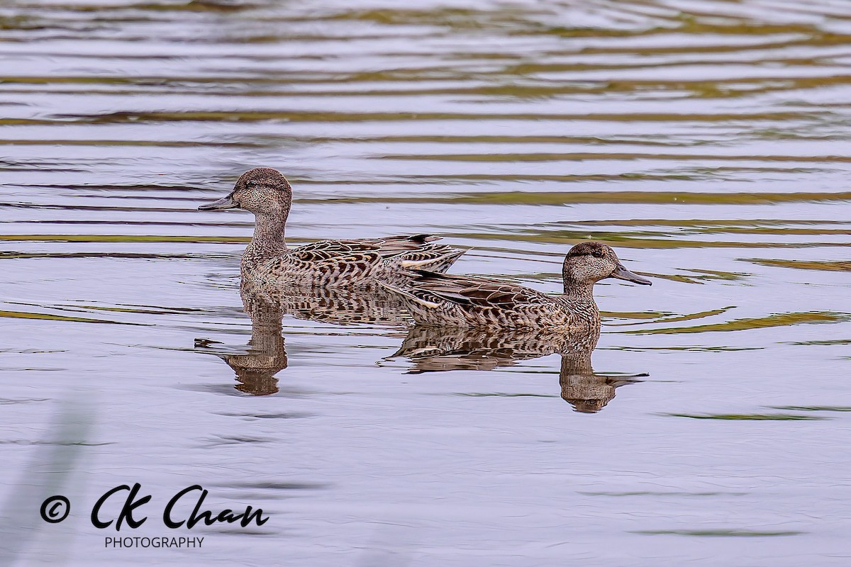 Green-winged Teal - ML643532960