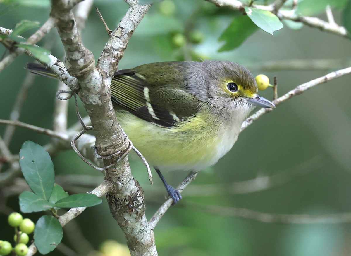 White-eyed Vireo - ML643532963