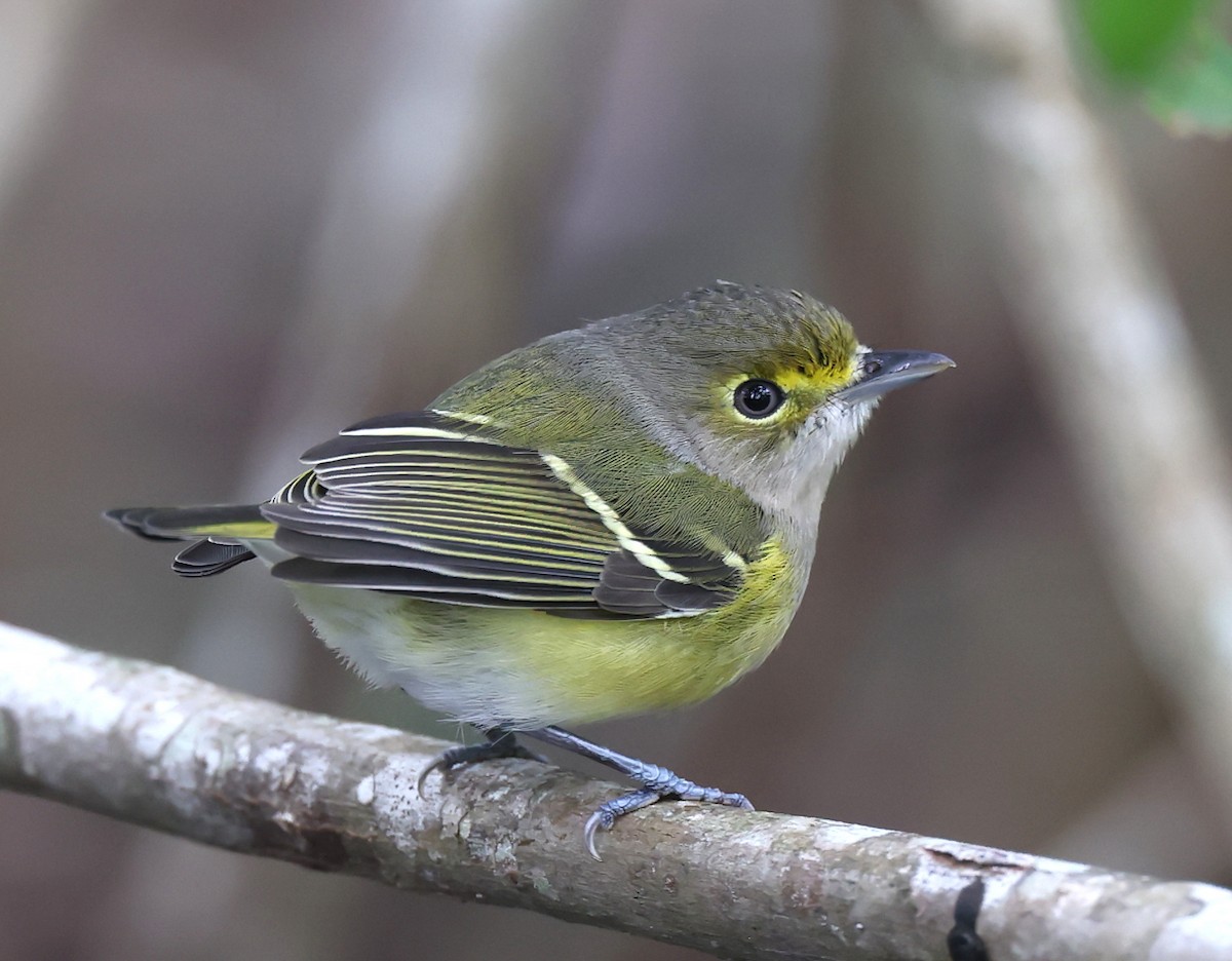 White-eyed Vireo - ML643532964