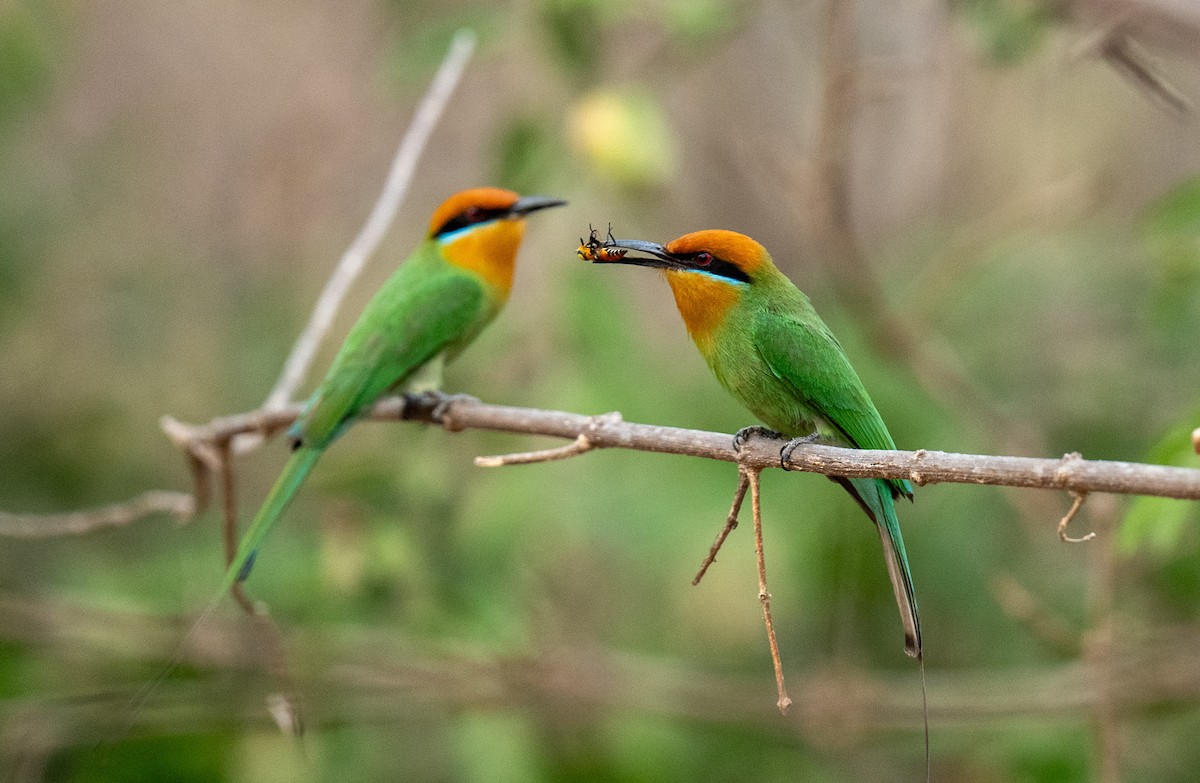 Böhm's Bee-eater - ML643532966