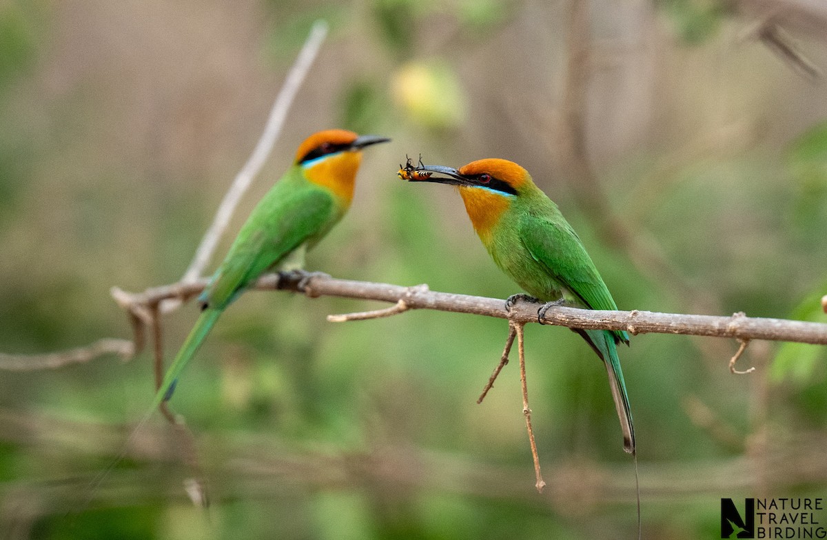 Böhm's Bee-eater - ML643532967