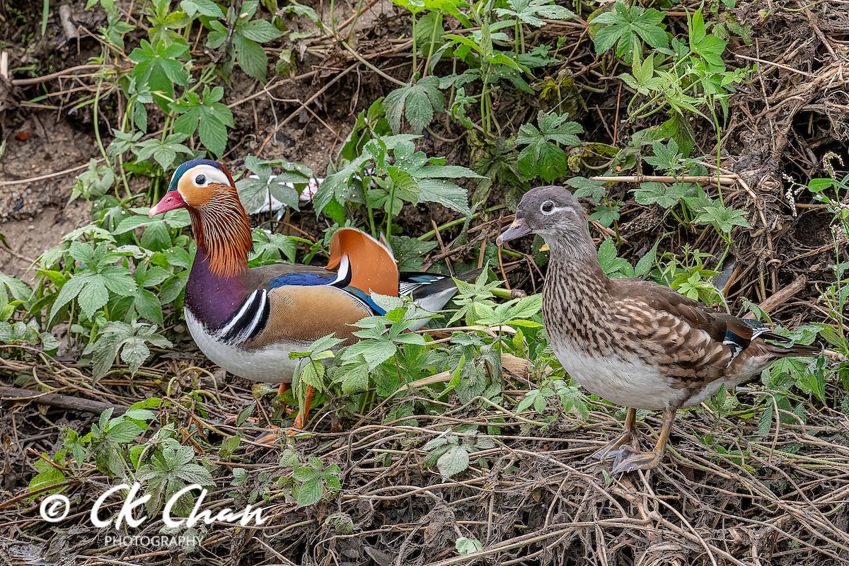 Mandarin Duck - ML643532969