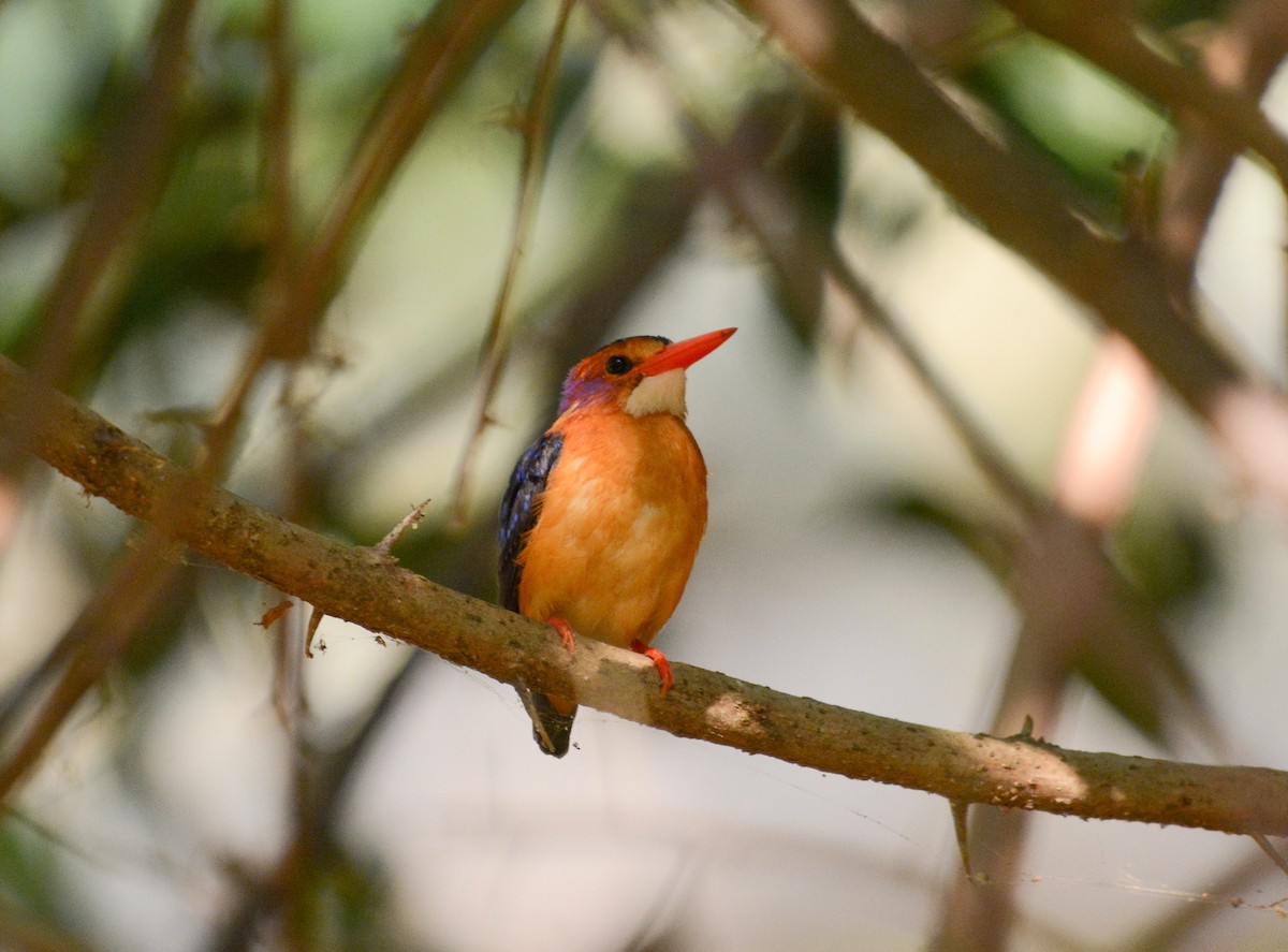 African Pygmy Kingfisher - ML643532974