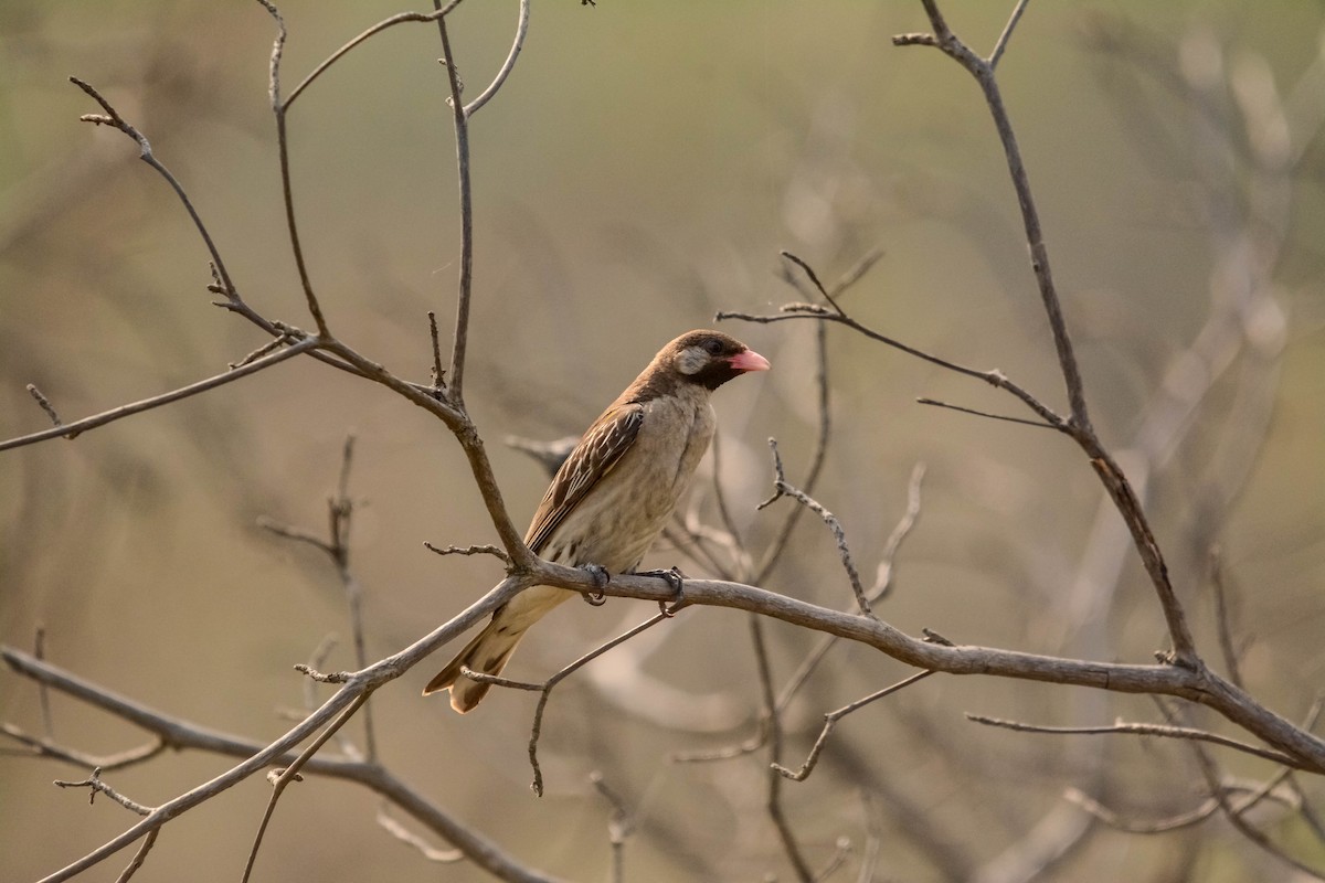 Grand Indicateur - ML643532975