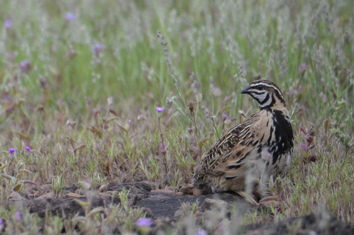 Rain Quail - ML643532976