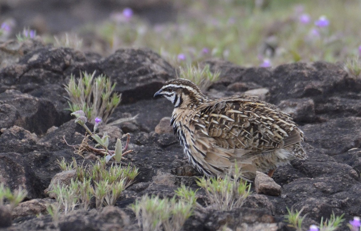 Rain Quail - ML643532977