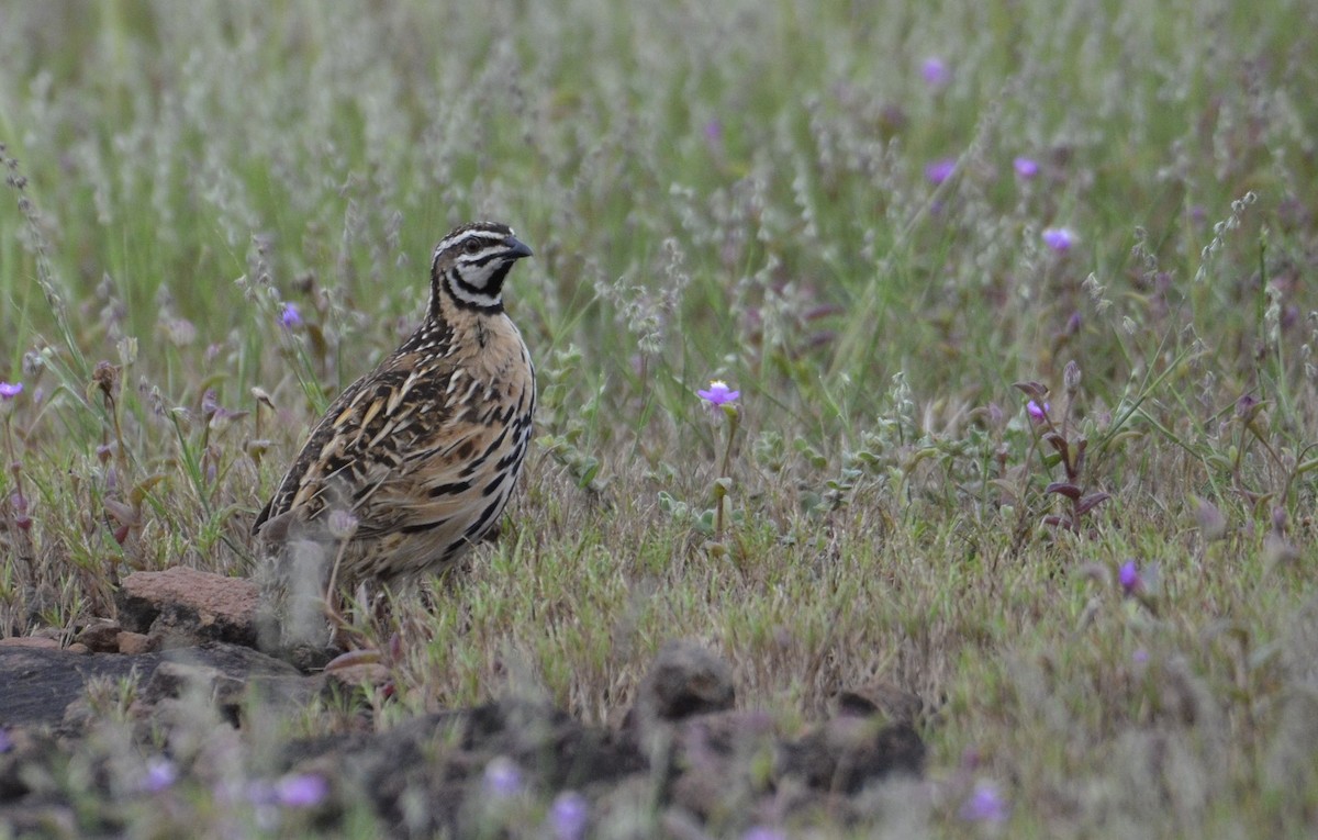 Rain Quail - ML643532978