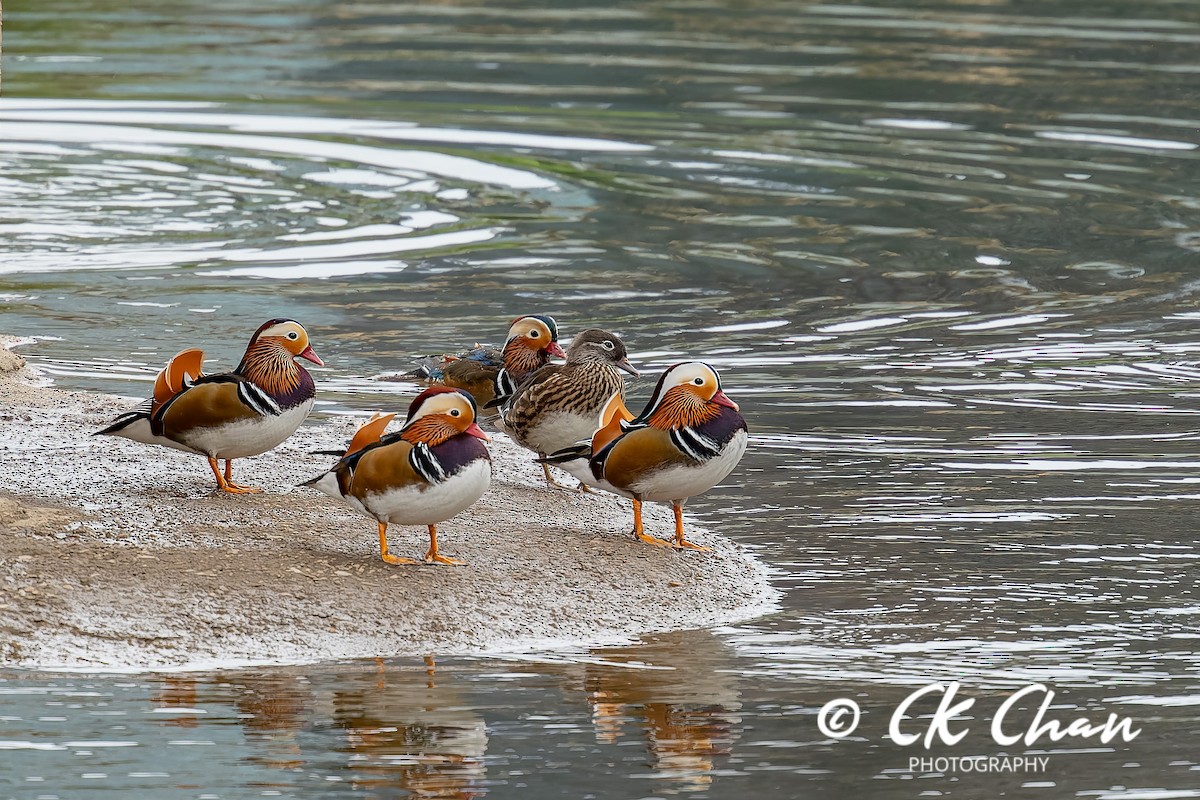Mandarin Duck - ML643532979