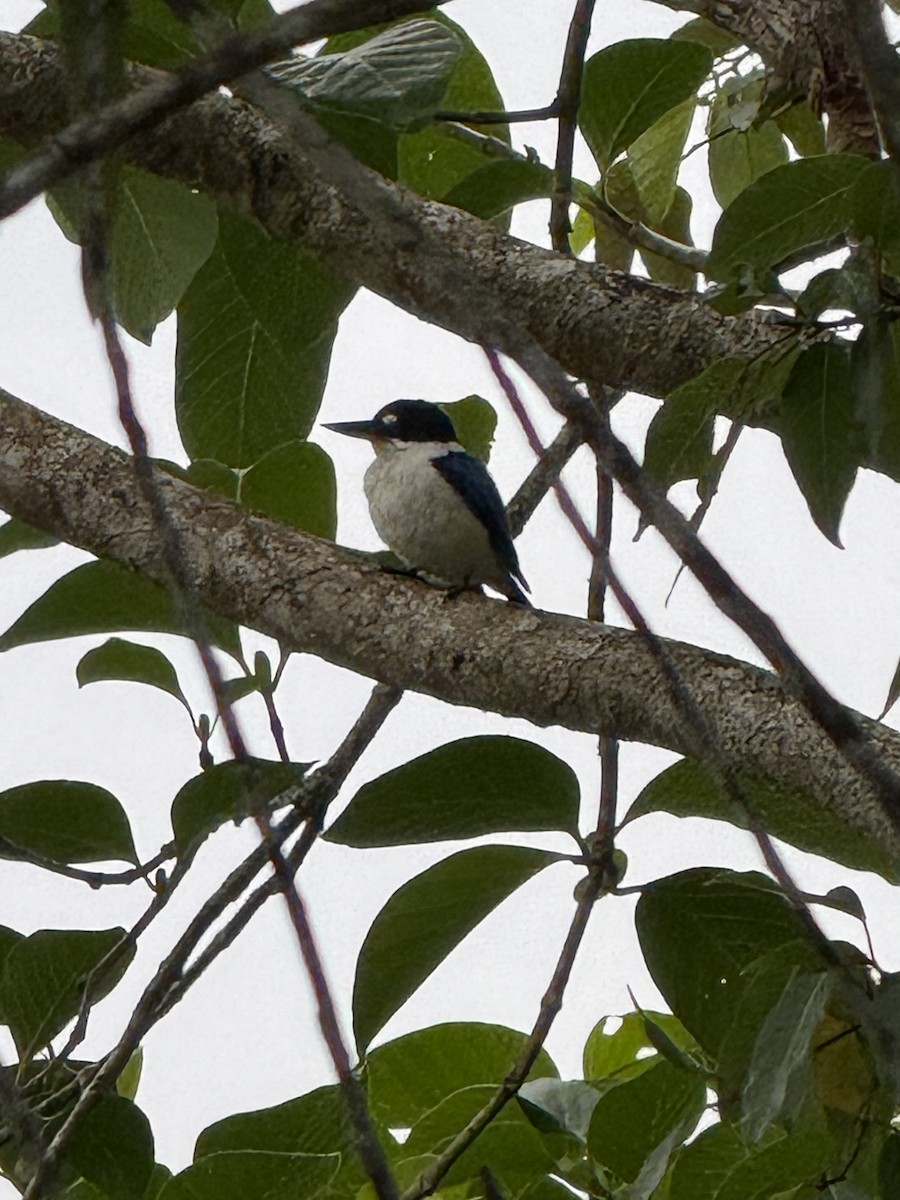 Forest Kingfisher - ML643532981