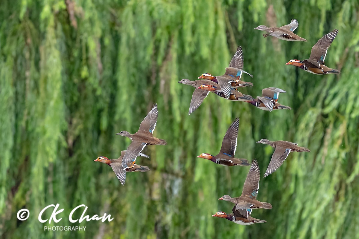 Mandarin Duck - ML643532982