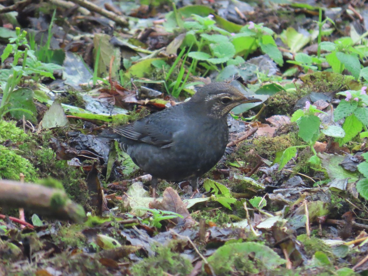 Grive de Sibérie - ML643533001