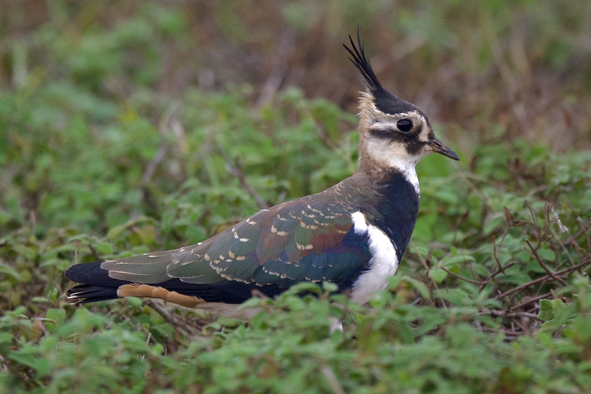 Northern Lapwing - ML643533006