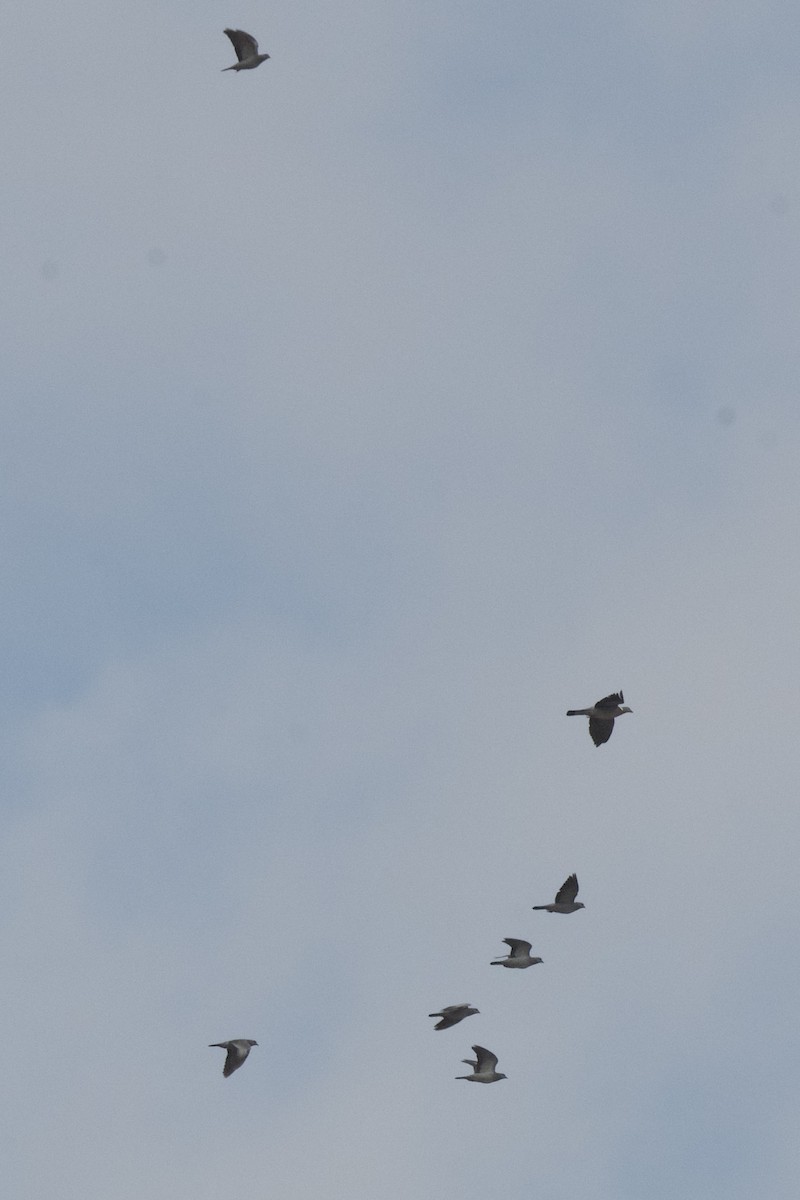 Stock Dove - ML643533024