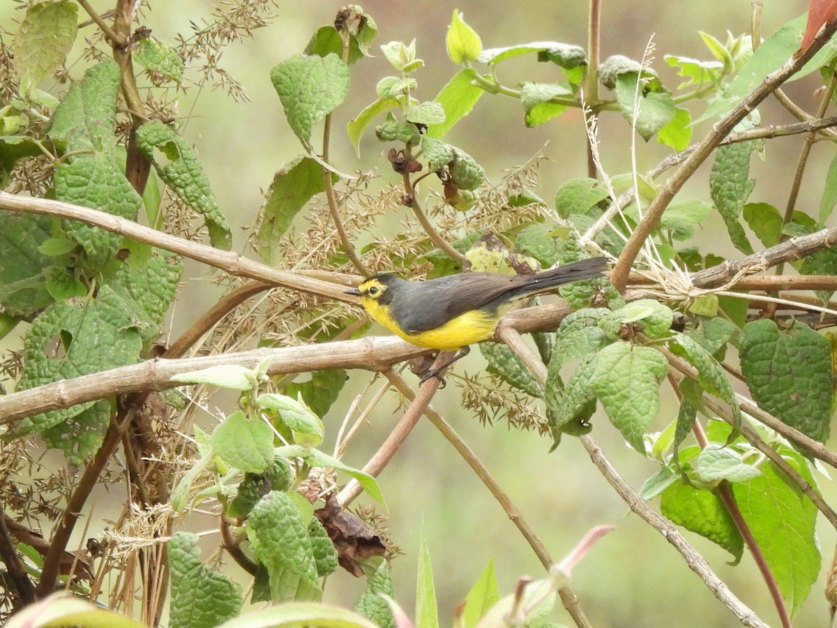 Spectacled Redstart - ML643533055