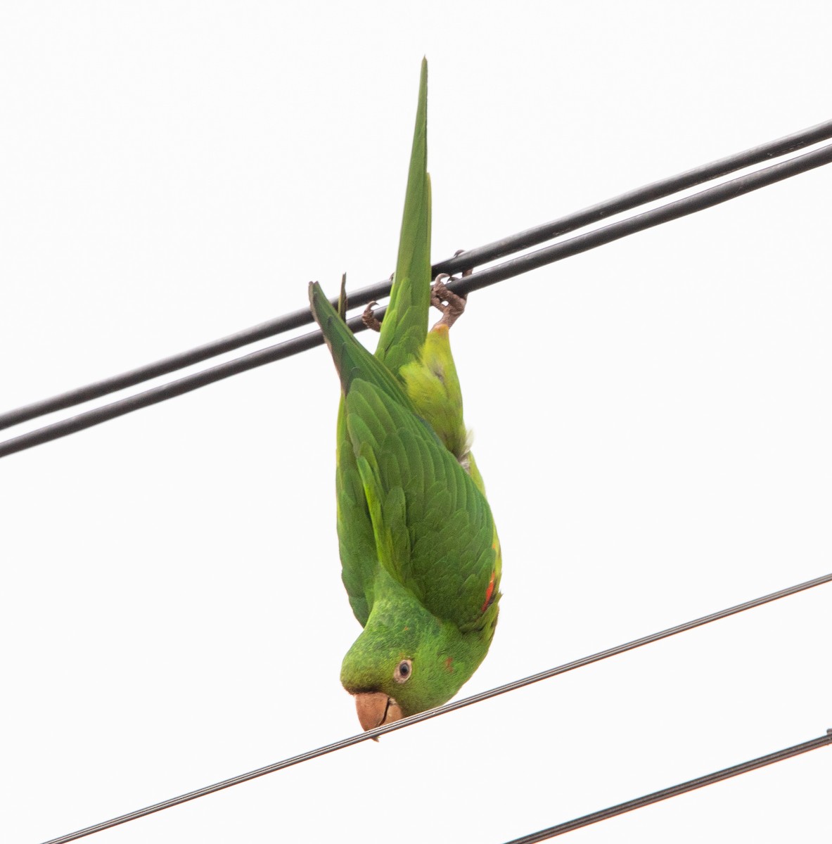 White-eyed Parakeet - ML643533056