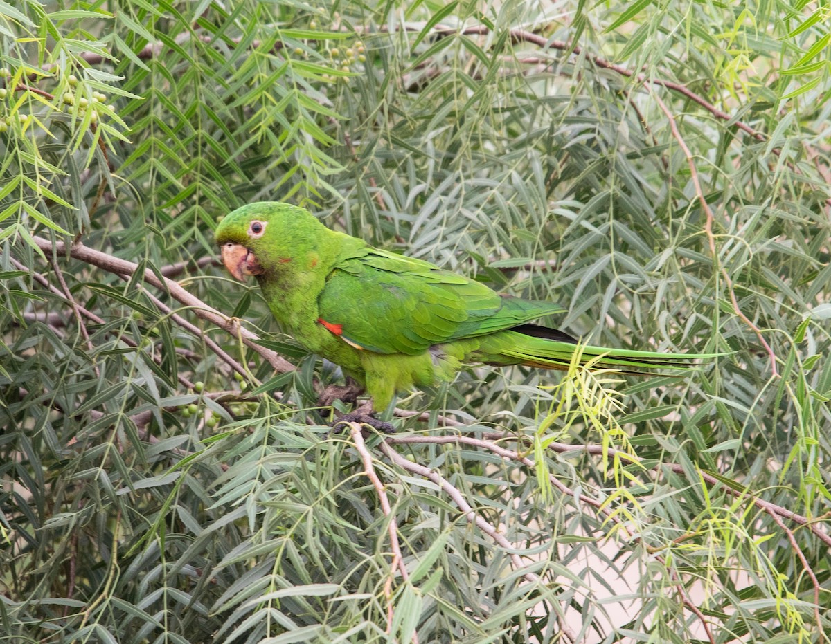 White-eyed Parakeet - ML643533057