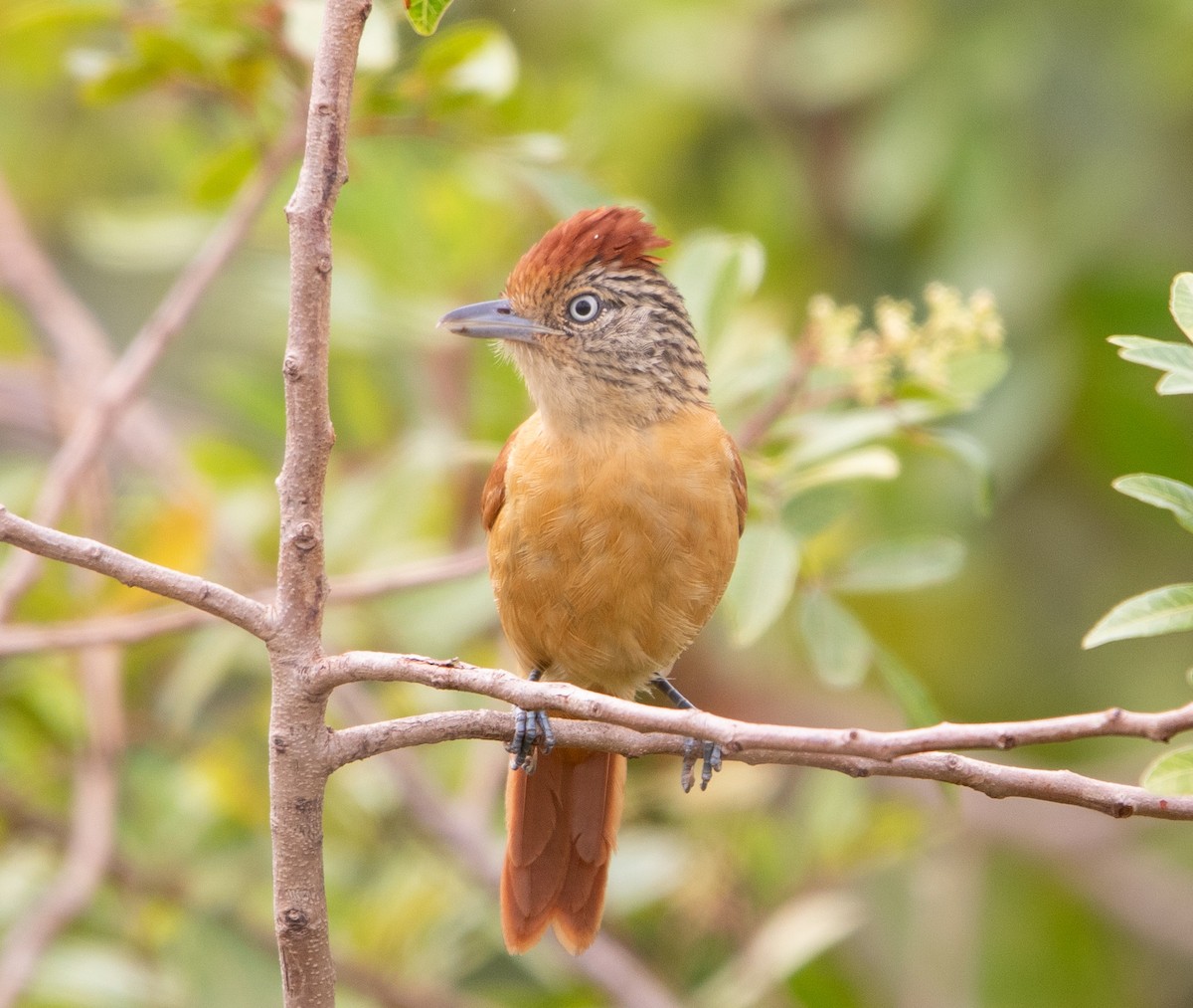 Barred Antshrike (Barred) - ML643533063