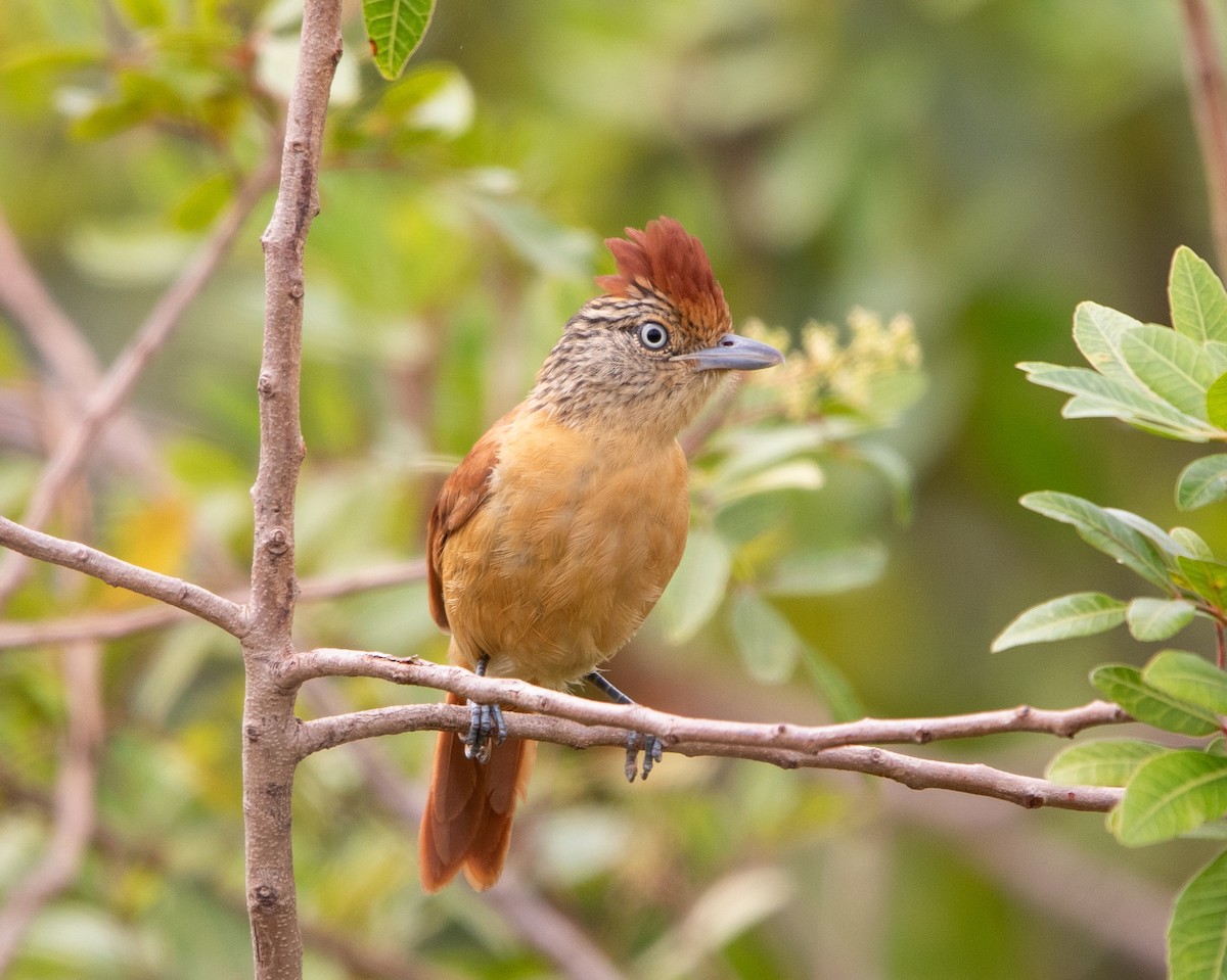 Barred Antshrike (Barred) - ML643533064