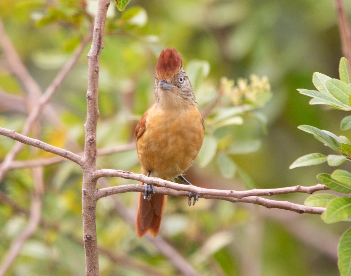 Barred Antshrike (Barred) - ML643533065