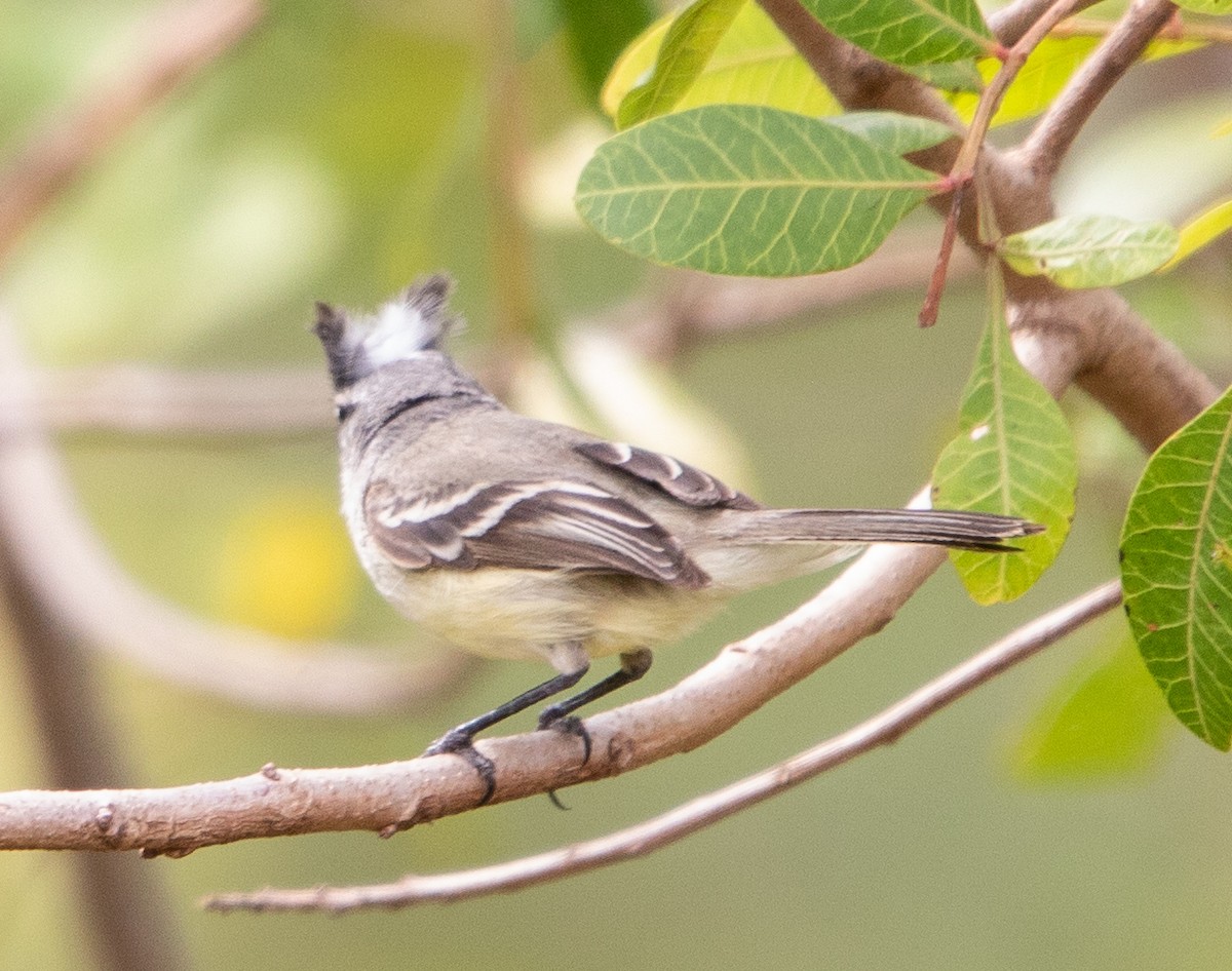 White-crested Tyrannulet - ML643533077