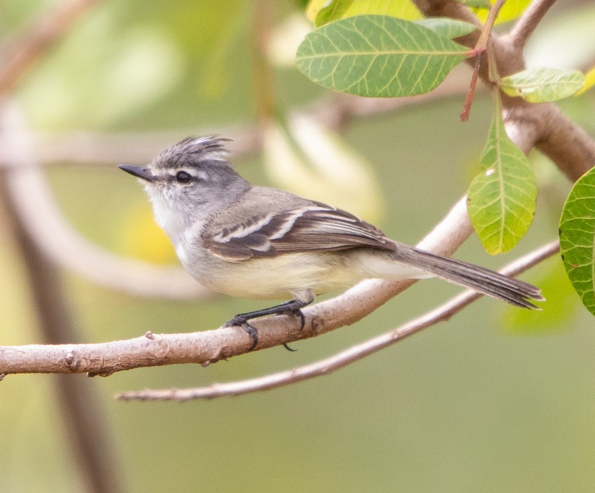 White-crested Tyrannulet - ML643533078
